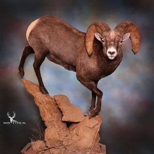 Rocky Mountain Bighorn Sheep, downward climb onto rocks - Lifesize floor pedestal w/habitat 